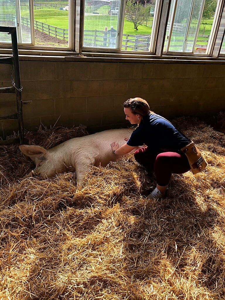 Angel gently caring for a pig