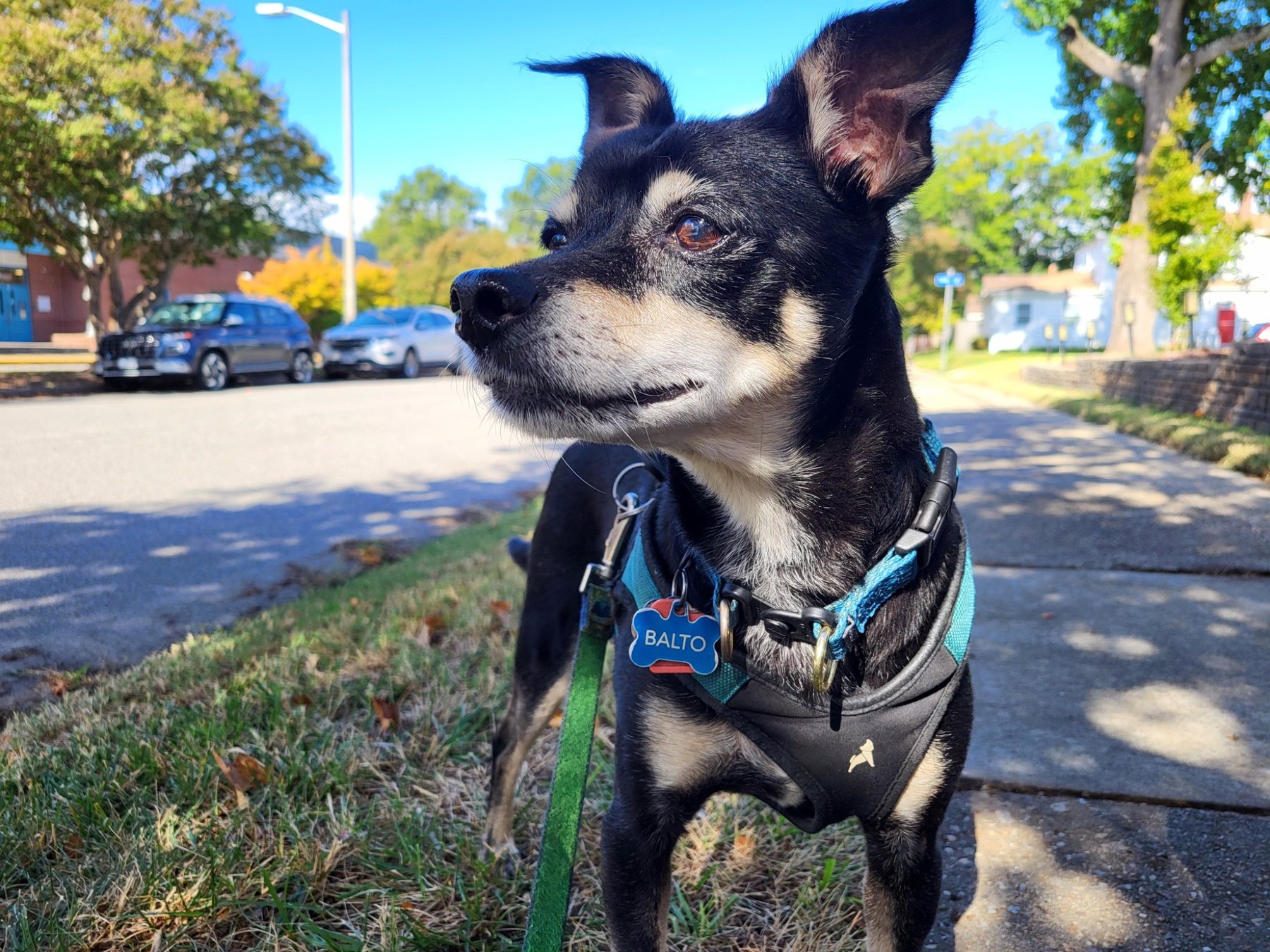 Balto enjoying a sunny dog walk