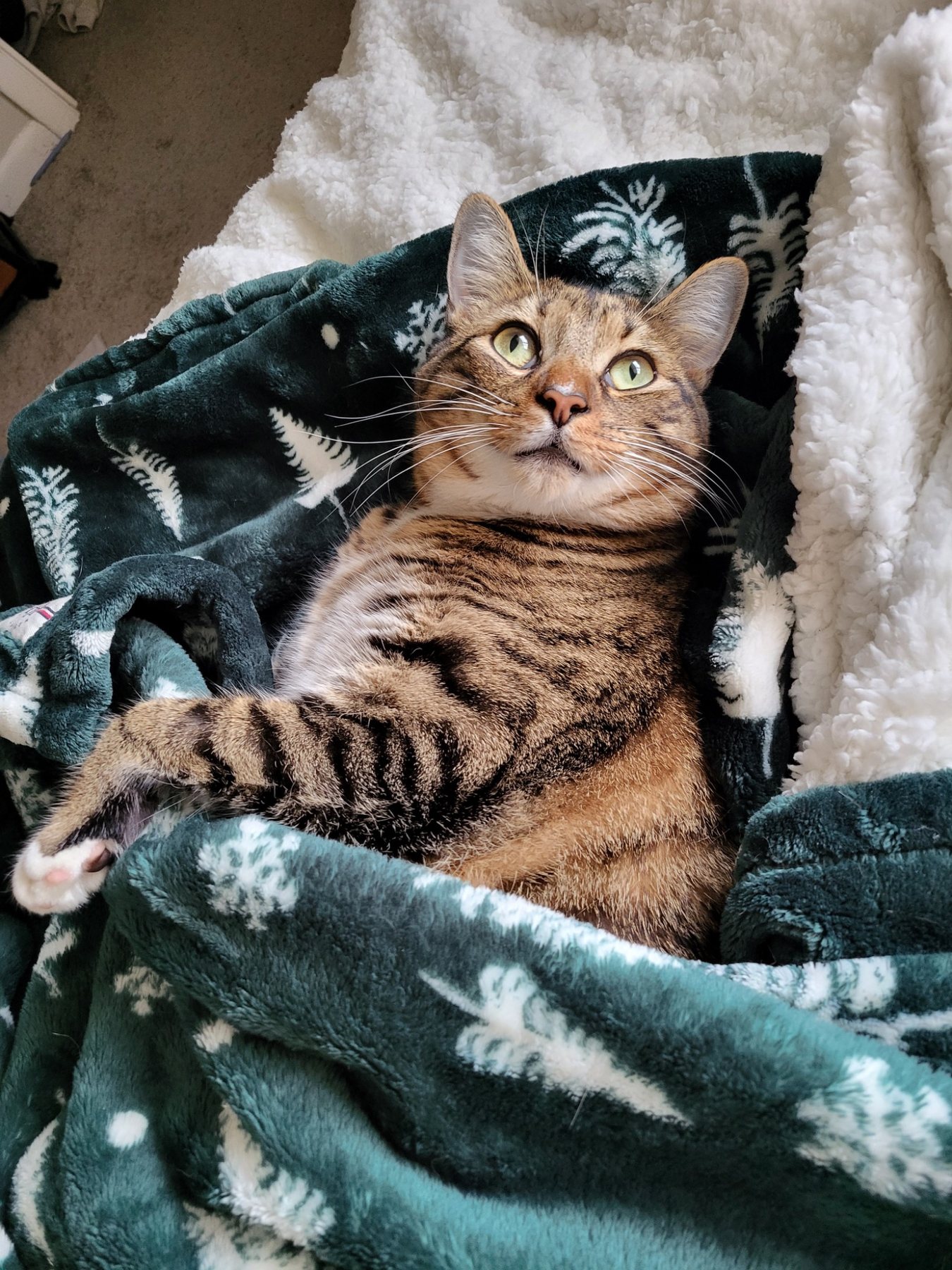 A relaxed tabby cat tucked into a blanket