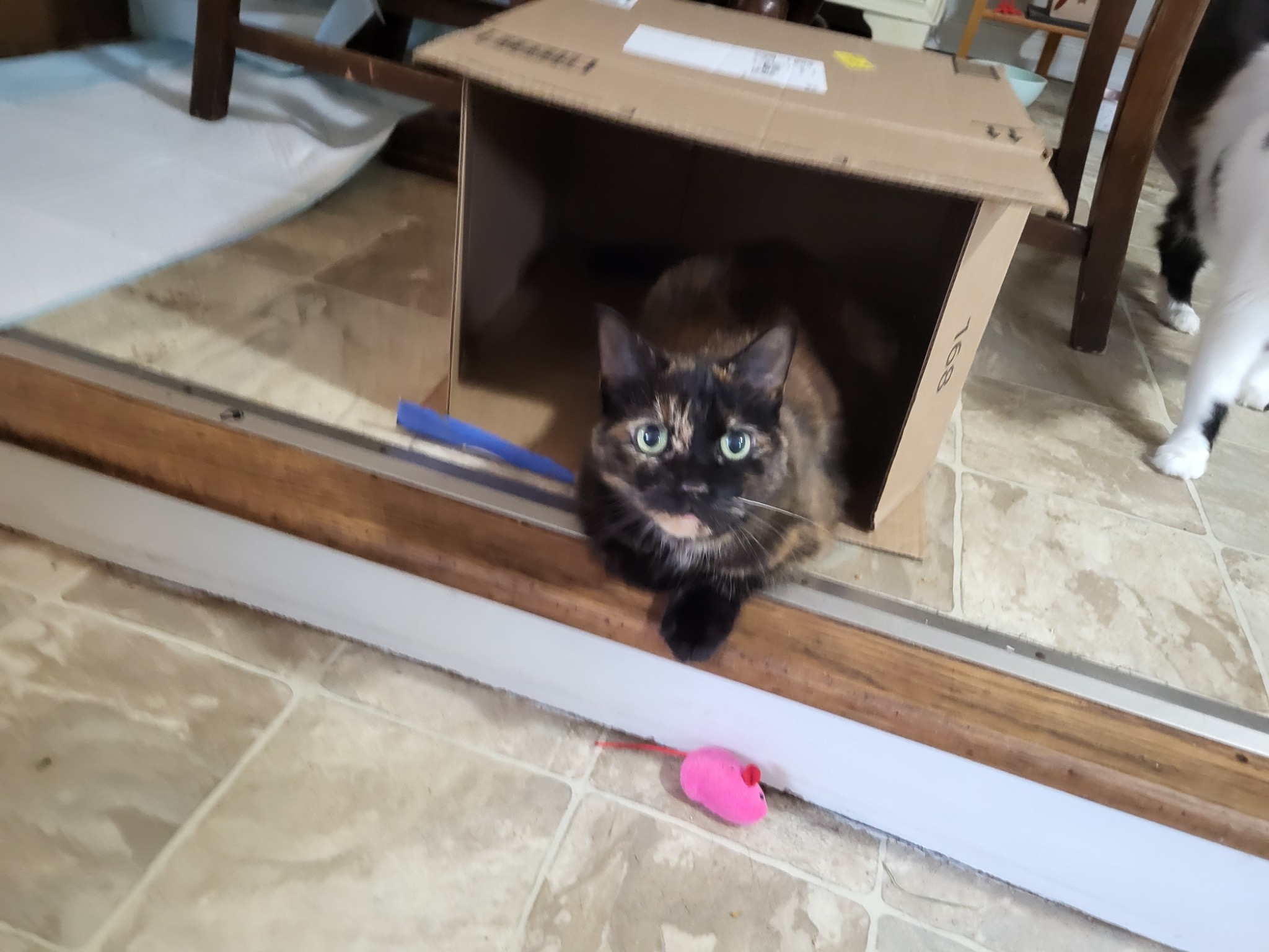 Tortoiseshell cat relaxing inside a cardboard box