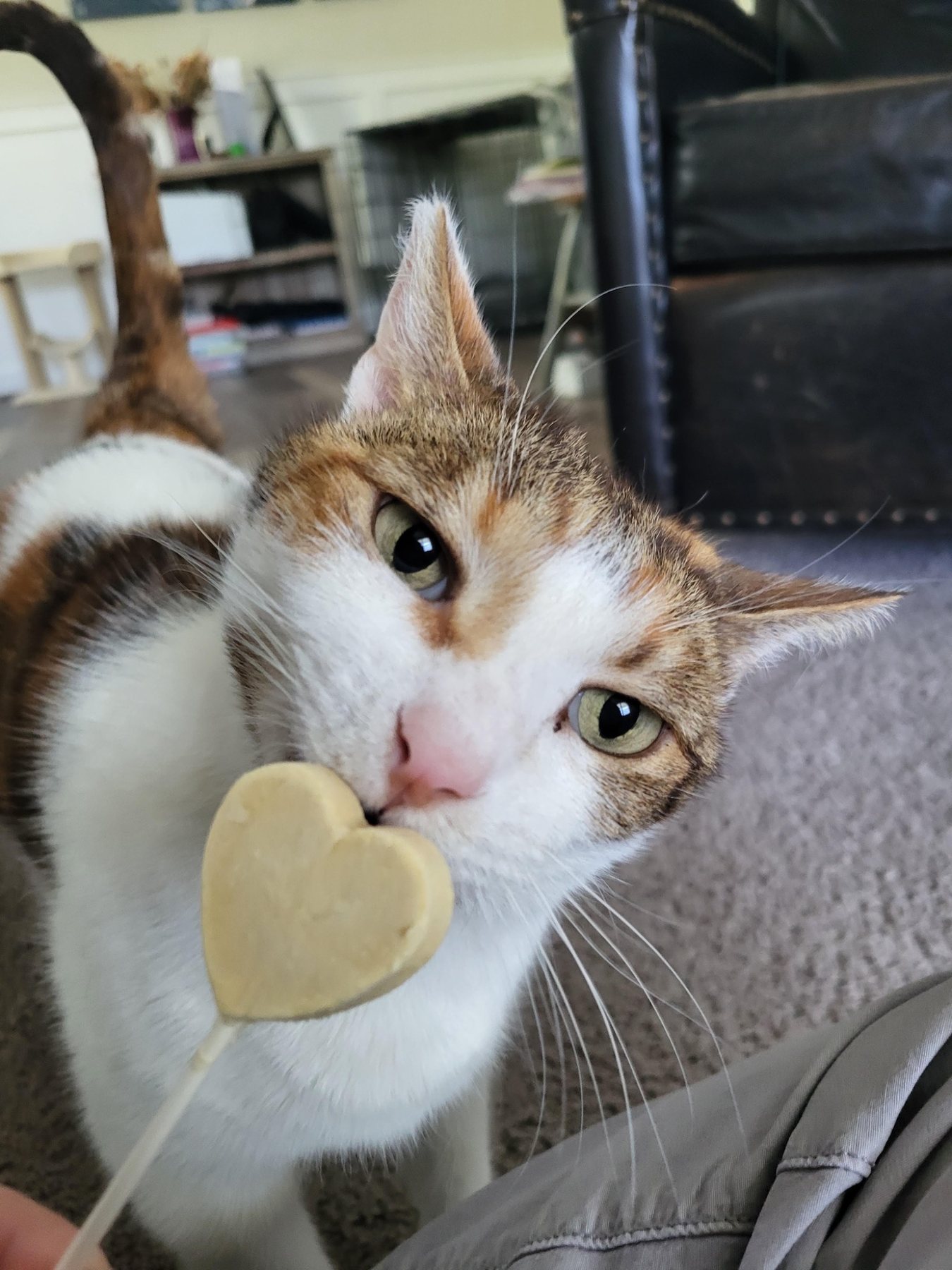A cat enjoying a heart-shaped treat