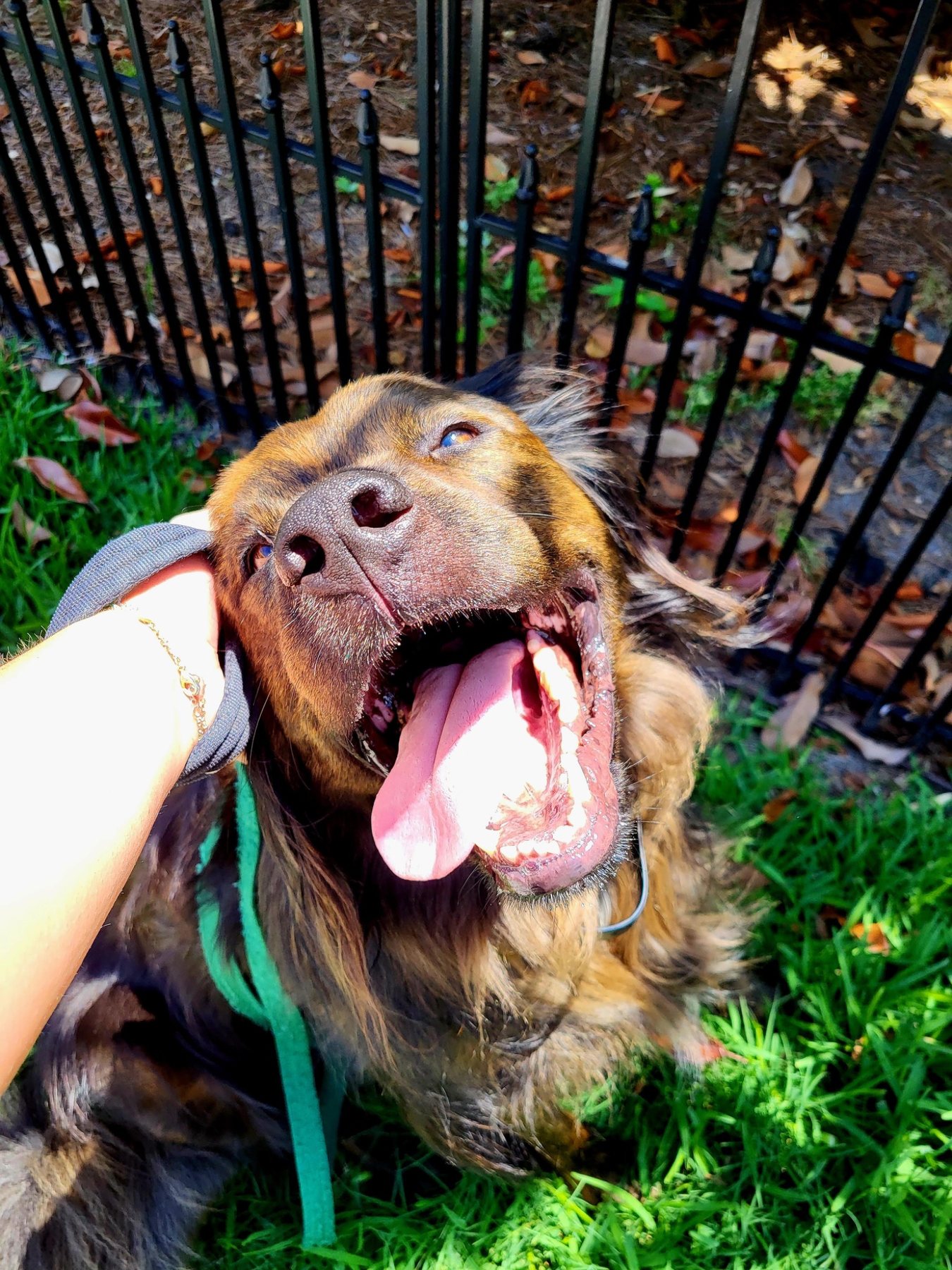 A happy dog receiving attention outdoors