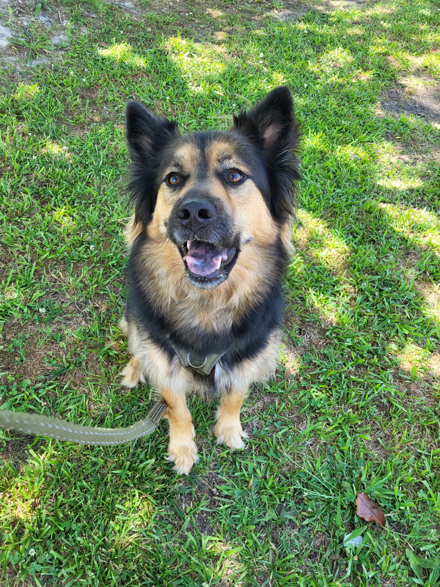Smiling shepherd mix sitting in green grass