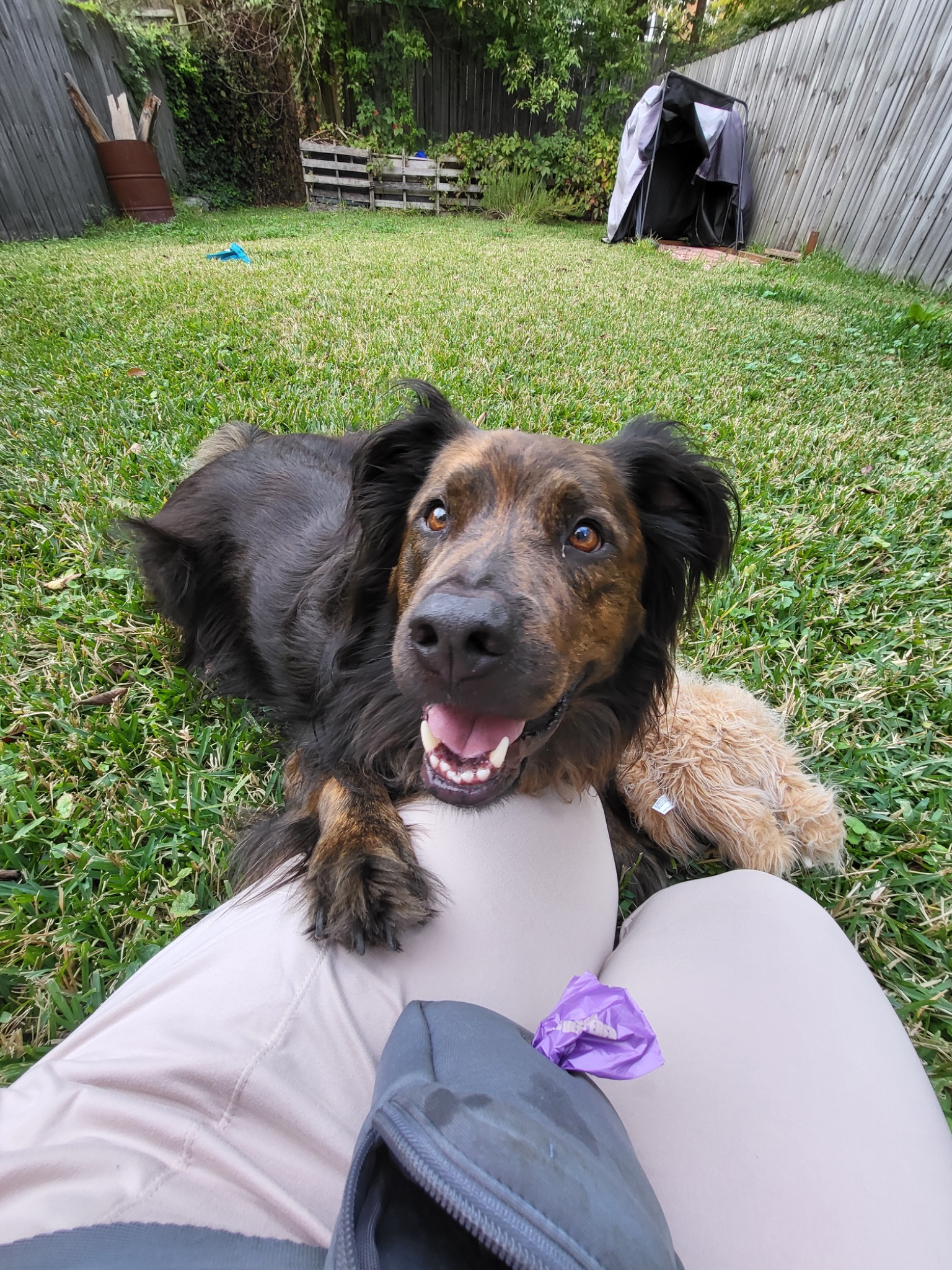 Happy dog resting its paws on Angel outdoors