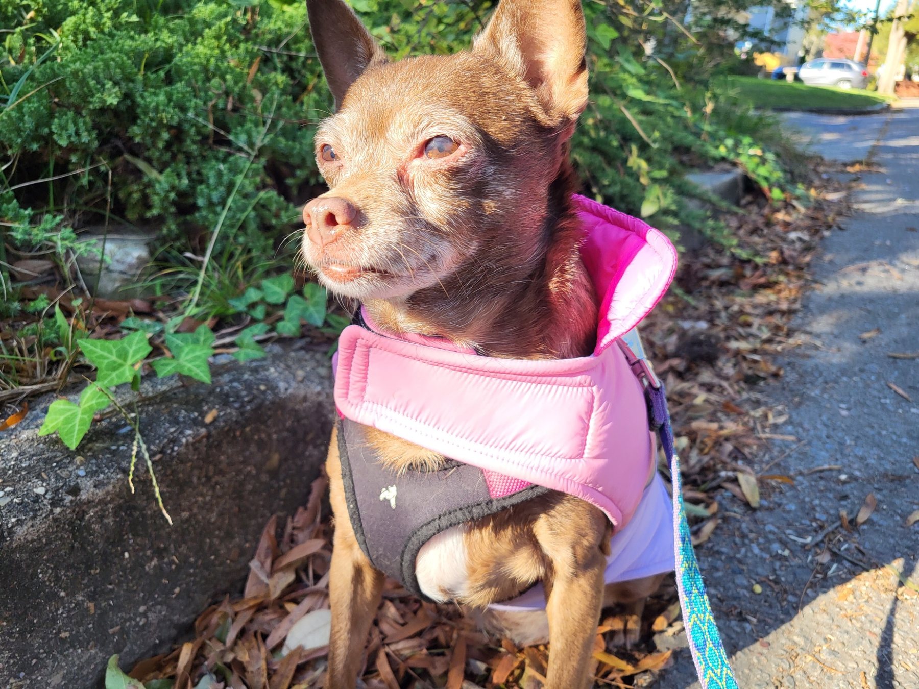 Small dog wearing a pink jacket