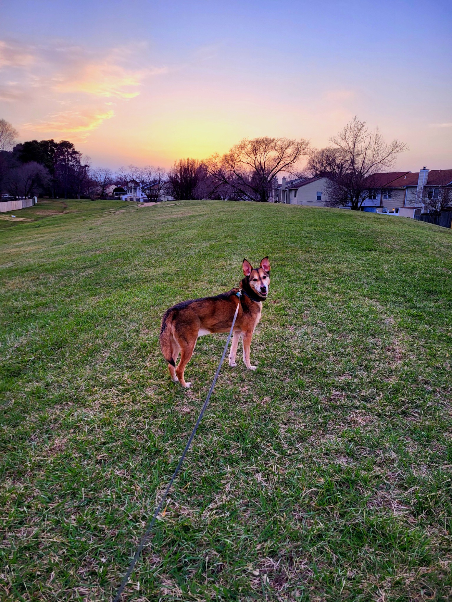 Dog enjoying a walk beneath a colorful sunset